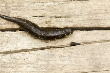 Big leech leaping on a wooden board.