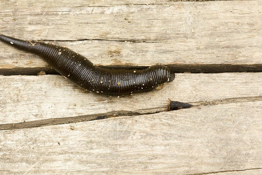 Big leech leaping on a wooden board.