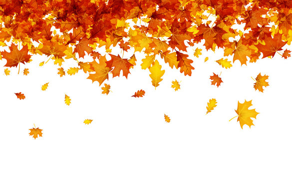 Autumn background with orange leaves.