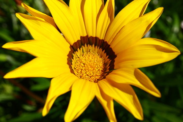 Shiny green flowers and other forest plants