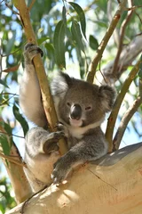 Papier Peint photo Koala Koala relaxing in a gum tree