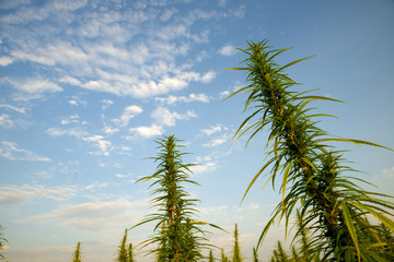 Hanffeld unter blauem Himmel 