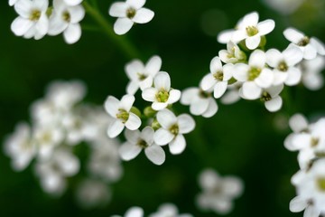 Shiny green flowers and other forest plants