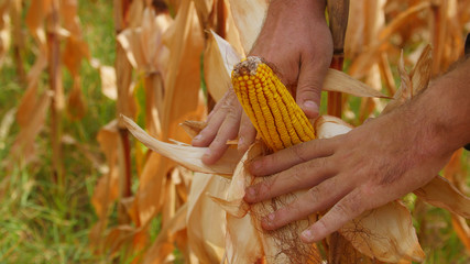 Yellow corn ready for harvest © Suliman Razvan