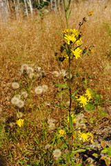 Obraz premium Wildpflanzen