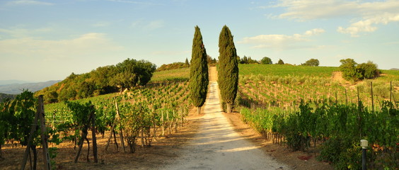 Allee mit Säulenzypressen durch einen Weinberg im Chianti © thauwald-pictures