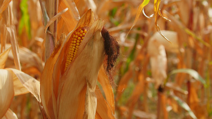 Yellow corn ready for harvest © Suliman Razvan