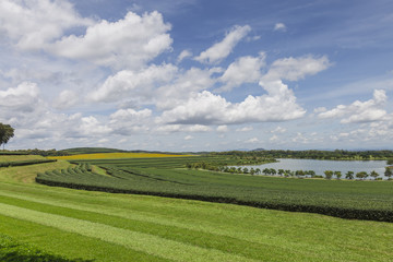 Tea plantation in Thailand