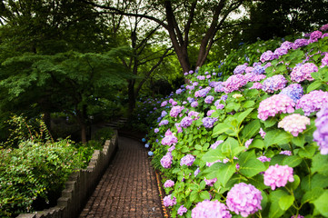 Fototapeta premium Hydrangea at Tamagawadai PArk, Ota, Tokyo, Japan