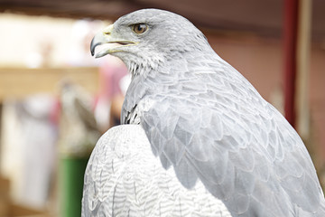 Upper body of a black-chested buzzard-eagle (Geranoaetus melanoleucus)