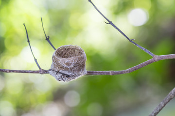 Bird's nest on the tree