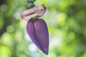 Banana blossom  on a background of nature