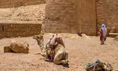 a single-breasted camel harnessed in a colorful saddle, near the walls of the monastery of St....