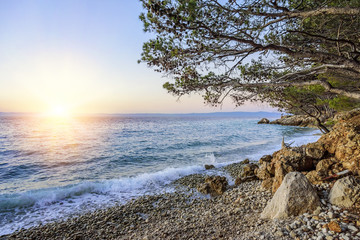 Beautiful pine trees and the shore of the blue sea in the evening. Croatia.