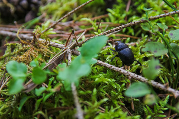 Forest berries cowberry, plants insects in the forest