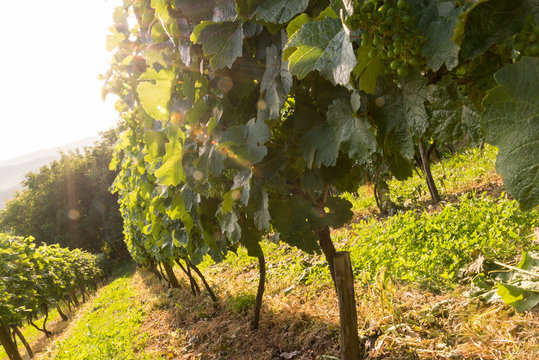 Kroatien, Bjelovarsko-bilogorska županija, &Scaron;androvac, Weingarten zu Sonnenuntergang