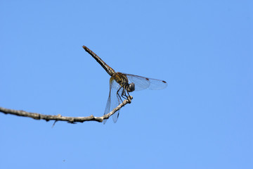 Fototapeta na wymiar Libellula Linnaeus