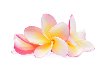 Foto op Plexiglas Tropical flowers frangipani (plumeria) isolated on white background © akepong srichaichana