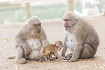Fototapeta premium Monkey tropical forests.