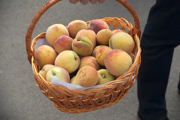 Man holding basket full of fresh peaches