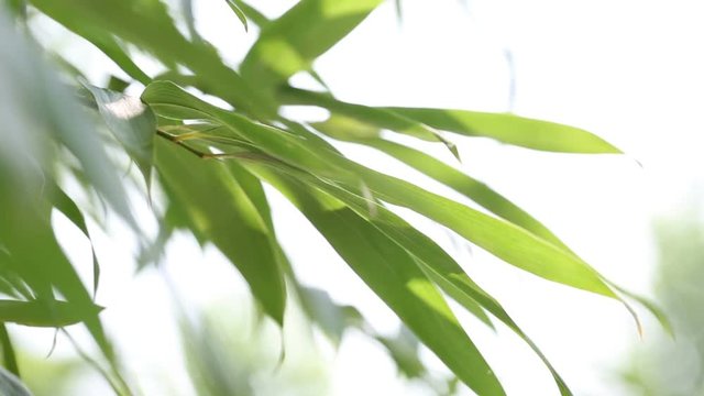 Bamboo In breeze on sunny day.