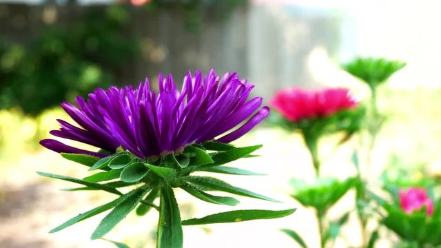 Violet and Pink Aster Flower in the Home Garden Develops on the Wind