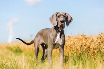 portrait of a Great Dane puppy on a country path