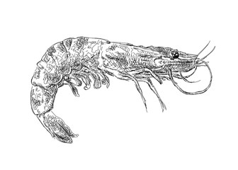 Fototapeta premium Vector vintage shrimp drawing. Hand drawn