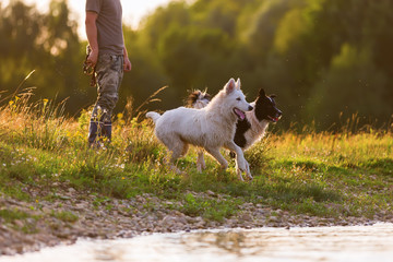 man with two dogs at a lake