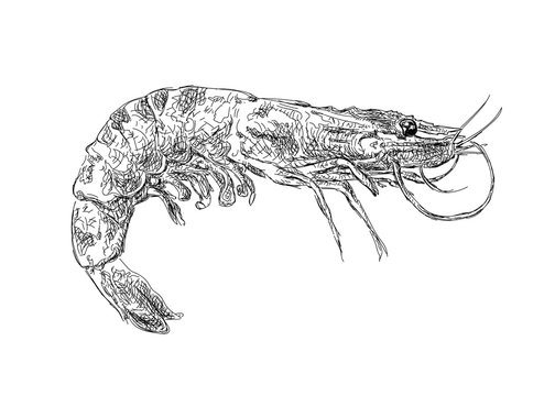 Vector Vintage Shrimp Drawing. Hand Drawn