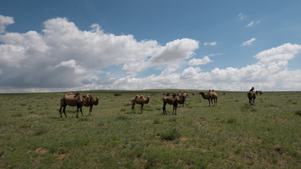 Camel in Mongolia