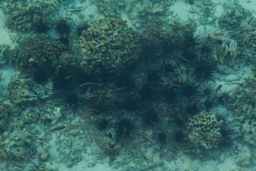 Naklejka na ściany i meble Sea urchins under a turquoise blue sea