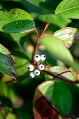 Whiteberry on the green leafs