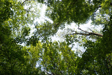 небо через листву деревьев