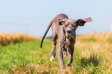 Great Dane puppy runs on a country path