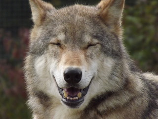 Naklejka na ściany i meble Smiling Wolf