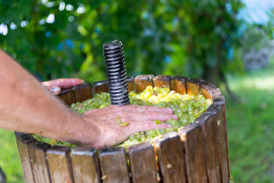 Kroatien, Bjelovarsko-bilogorska županija, &Scaron;androvac, Verarbeitung, Handarbeit, der Weintrauben zu Wein