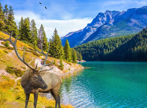Fototapeta The magnificent deer graze at the lake