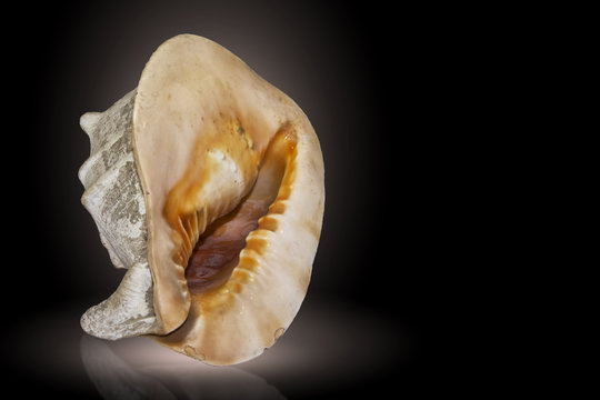 Big tropical sea shell cassis cornuta  isolated on a black background