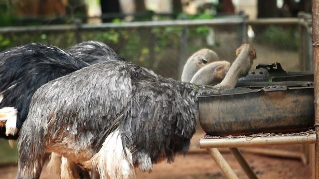 Slow motion, Ostrich eat, feeding food in farm.
