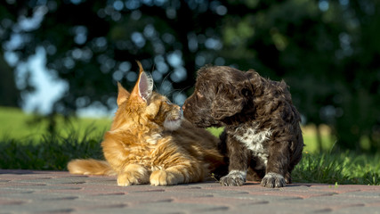 maine coon kittens