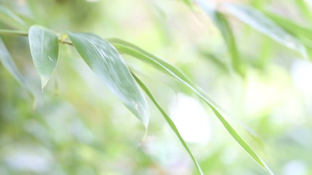 Bamboo In breeze on sunny day.