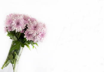 Bouquet of wild daisies on white background.
