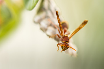 A hornet standing on it's nest