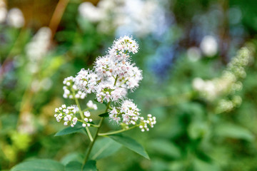 White Flowers Background. Blurred Background.