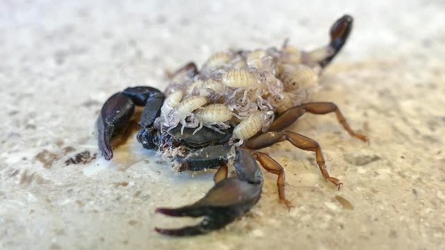 A female scorpion carrying its offspring on its back while they are moving, UHD