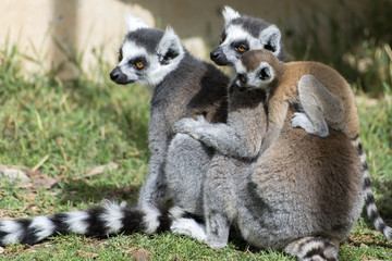 FAMILIA LEMURES DE COLA ANILLADA