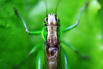 green; macro; grasshopper; insect ; close-up