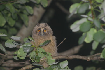  owl 