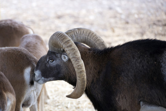 CORTEJO PAREJA DE MUFLONES